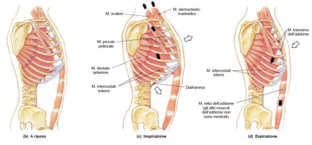 Muscoli respiratori